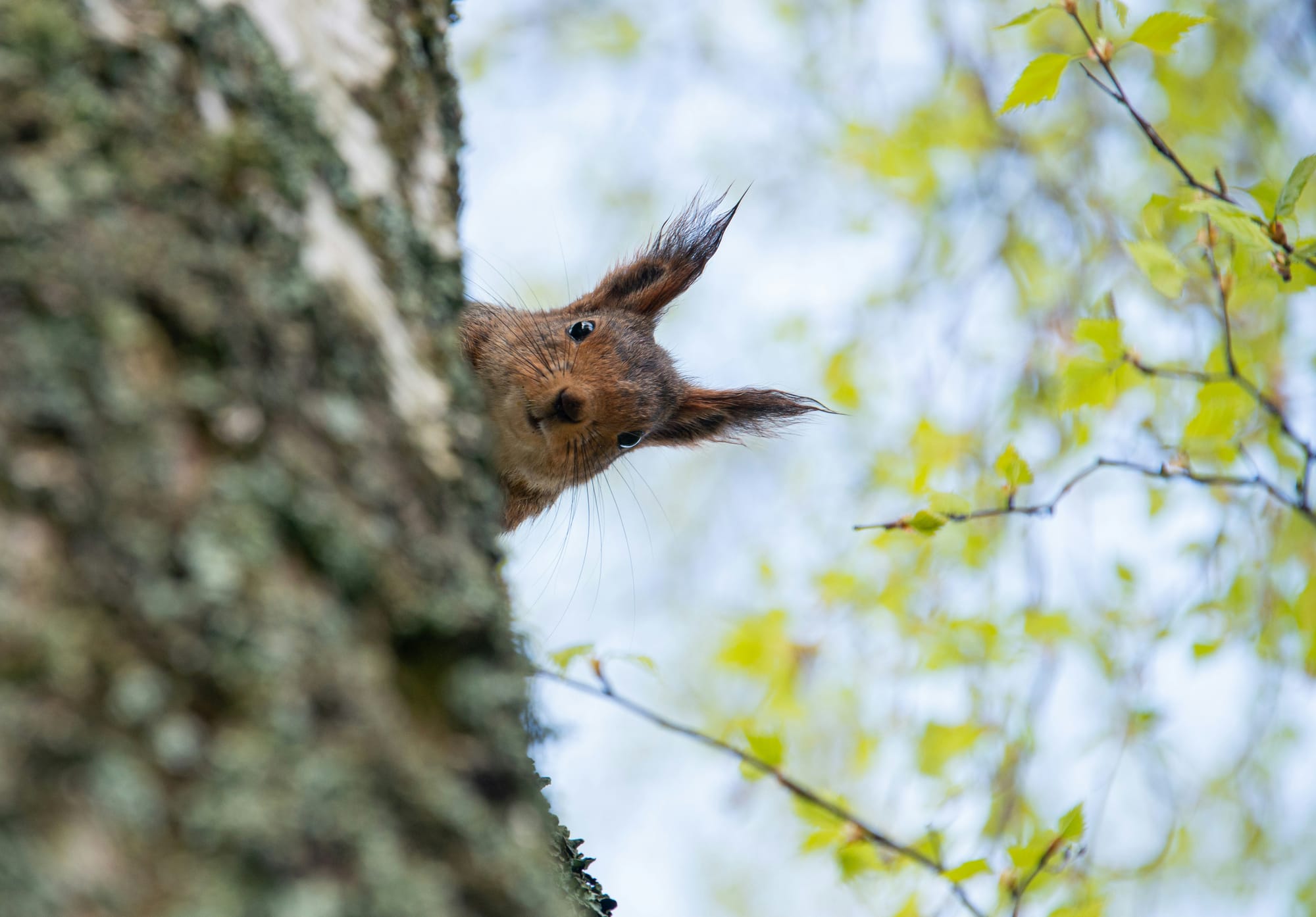 He sees you when you’re procrastinating…