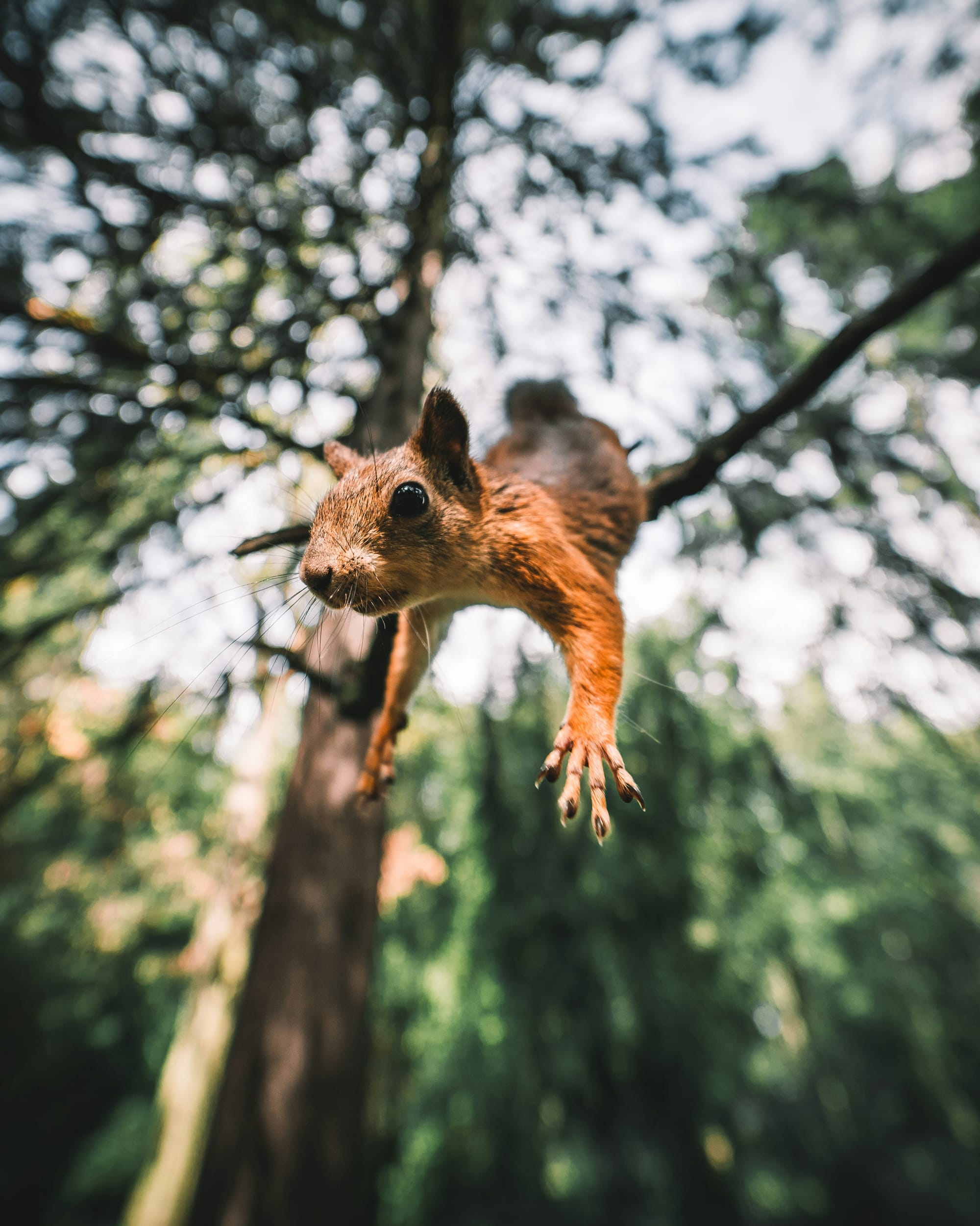 Nobody expects the squirrel of procrastination!