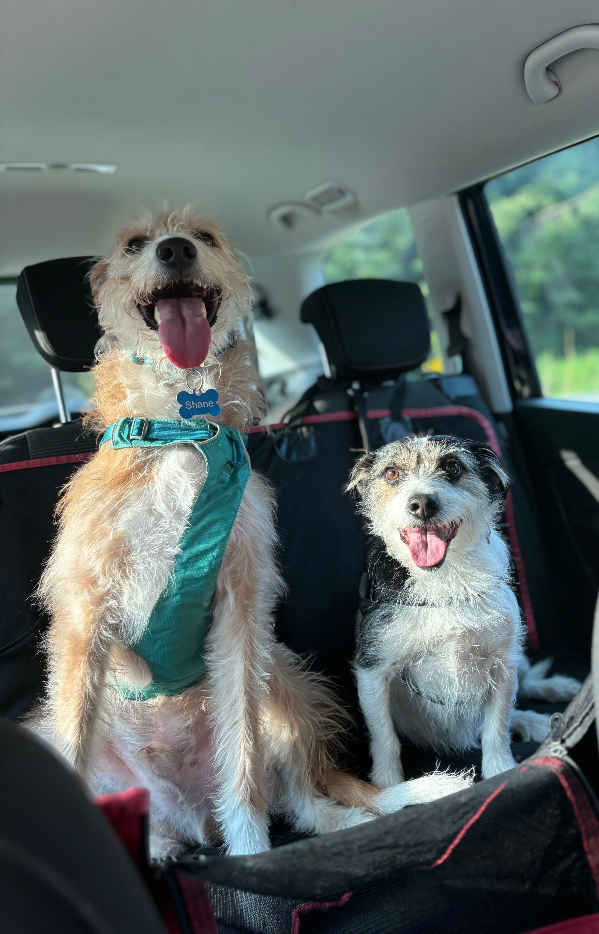 Shane the hairy lurcher and Leela the terrier cross.